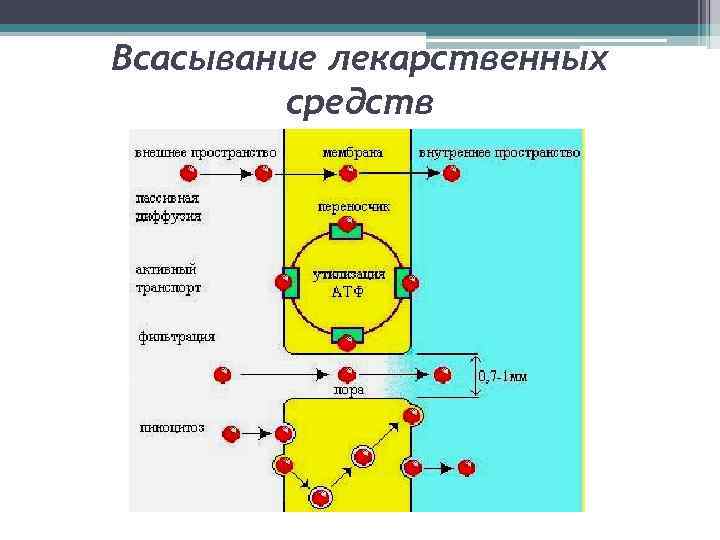 Схема введение лекарственного средства на слизистые