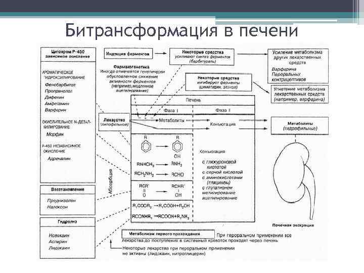 Битрансформация в печени 