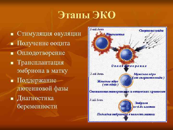 Этапы ЭКО n n n Стимуляция овуляции Получение ооцита Оплодотворение Трансплантация эмбриона в матку