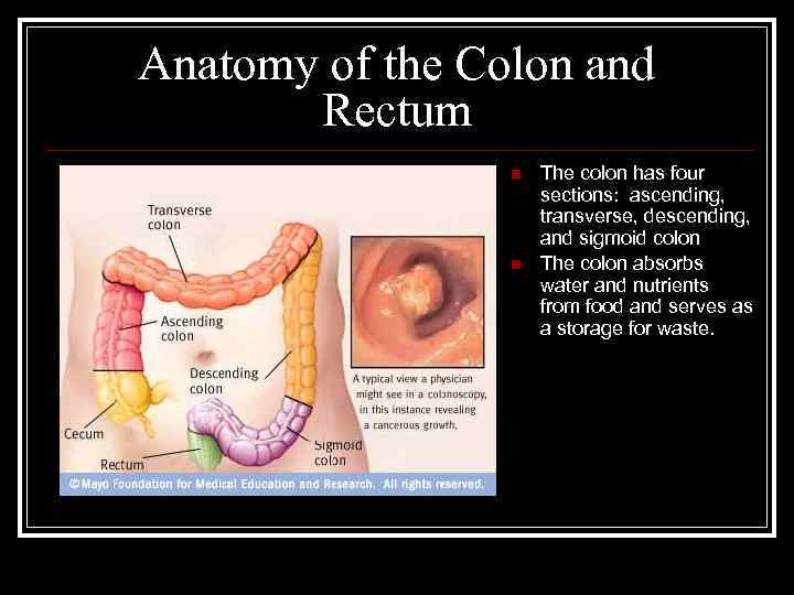 Anatomy of the Colon and Rectum n n The colon has four sections: ascending,