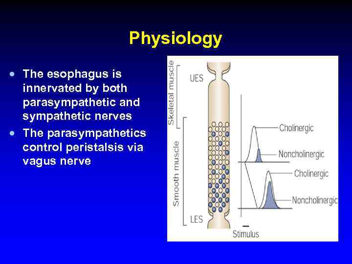 Physiology · The esophagus is innervated by both parasympathetic and sympathetic nerves · The