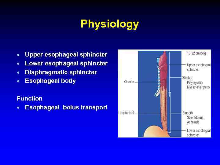 Physiology · · Upper esophageal sphincter Lower esophageal sphincter Diaphragmatic sphincter Esophageal body Function