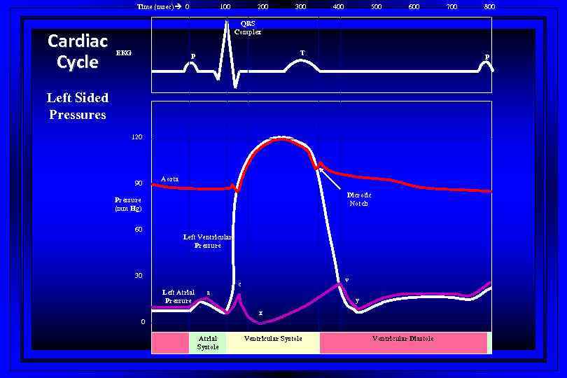 Time (msec) 0 Cardiac Cycle 100 200 300 400 500 600 700 800 QRS