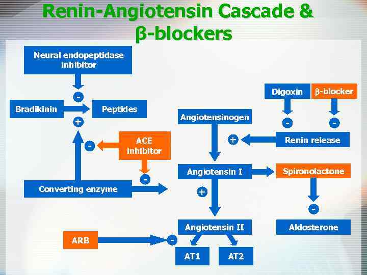Renin-Angiotensin Cascade & β-blockers Neural endopeptidase inhibitor Digoxin Peptides Bradikinin Angiotensinogen + - Converting