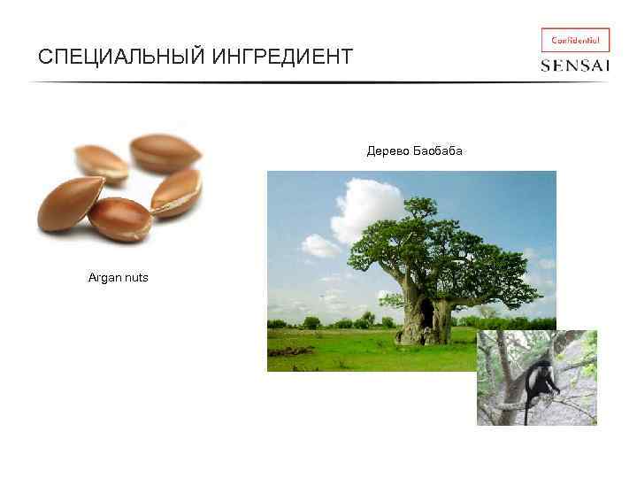 СПЕЦИАЛЬНЫЙ ИНГРЕДИЕНТ Дерево Баобаба Argan nuts 
