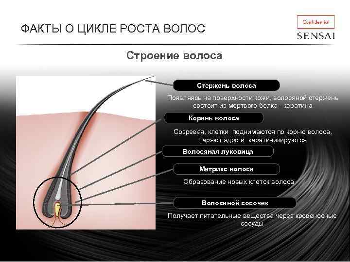 ФАКТЫ О ЦИКЛЕ РОСТА ВОЛОС Строение волоса Стержень волоса Появляясь на поверхности кожи, волосяной