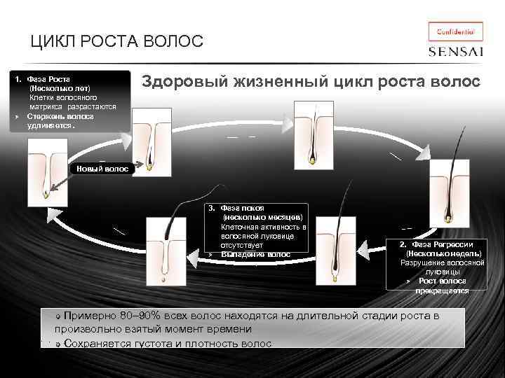 ЦИКЛ РОСТА ВОЛОС 1. Фаза Роста (Несколько лет) Клетки волосяного матрикса разрастаются Ø Стержень