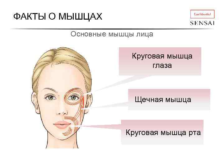 ФАКТЫ О МЫШЦАХ Основные мышцы лица Круговая мышца глаза Щечная мышца Круговая мышца рта