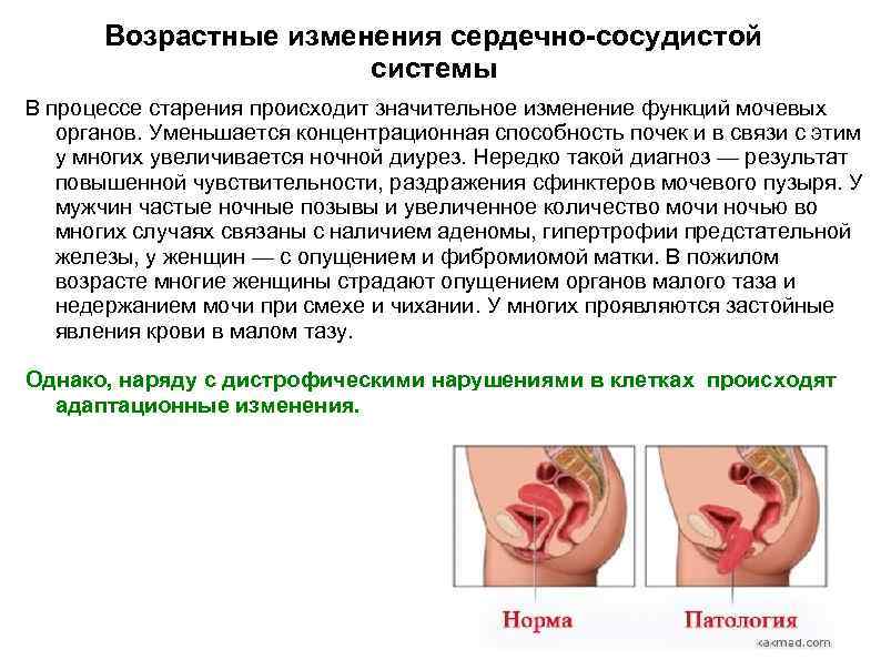 Возрастные изменения сердечно-сосудистой системы В процессе старения происходит значительное изменение функций мочевых органов. Уменьшается