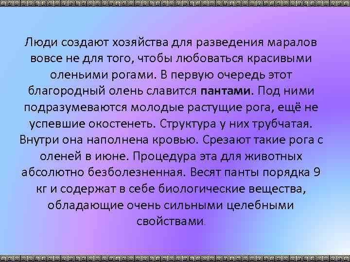 Люди создают хозяйства для разведения маралов вовсе не для того, чтобы любоваться красивыми оленьими