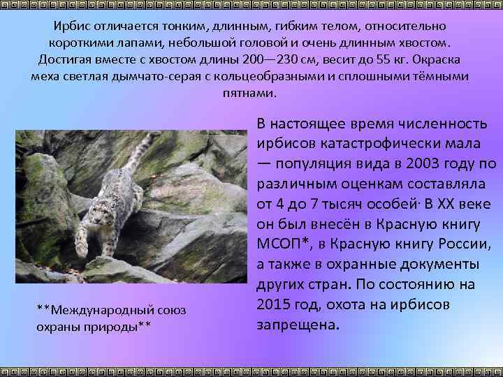 Ирбис отличается тонким, длинным, гибким телом, относительно короткими лапами, небольшой головой и очень длинным