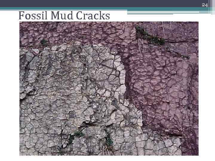 24 Fossil Mud Cracks 