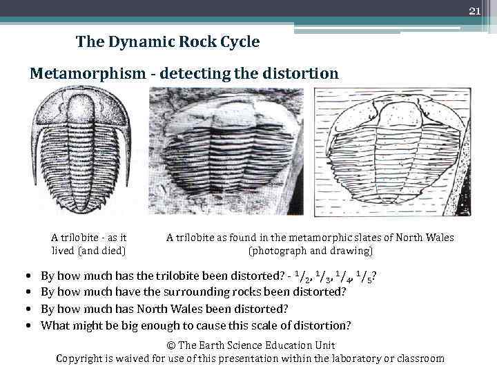 21 The Dynamic Rock Cycle Metamorphism - detecting the distortion A trilobite - as