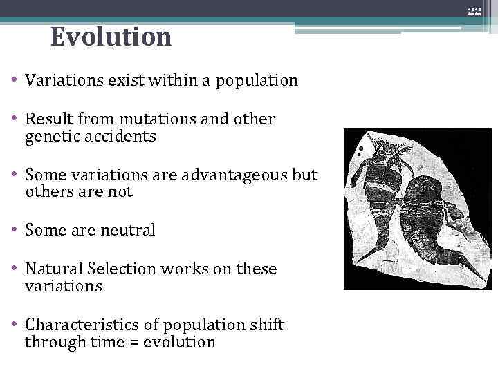 22 Evolution • Variations exist within a population • Result from mutations and other