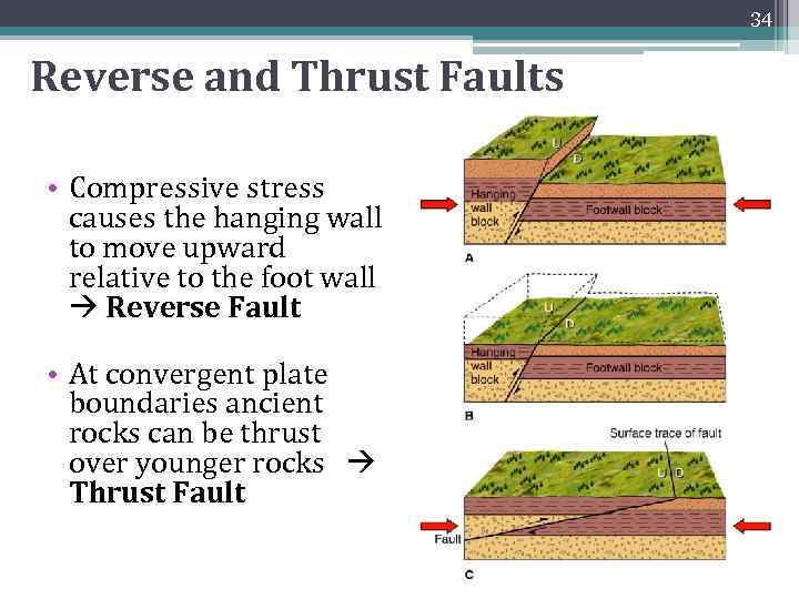 34 Reverse and Thrust Faults • Compressive stress causes the hanging wall to move