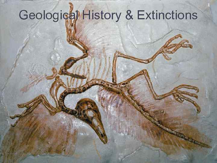 1 Geological History & Extinctions 