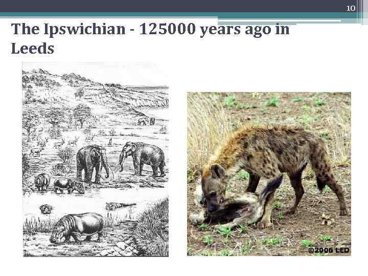 10 The Ipswichian - 125000 years ago in Leeds 