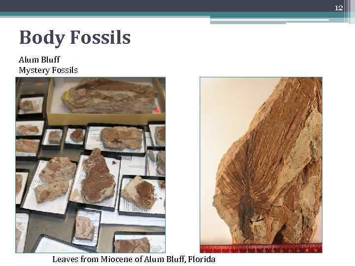 12 Body Fossils Alum Bluff Mystery Fossils Leaves from Miocene of Alum Bluff, Florida