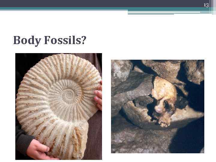 13 Body Fossils? 