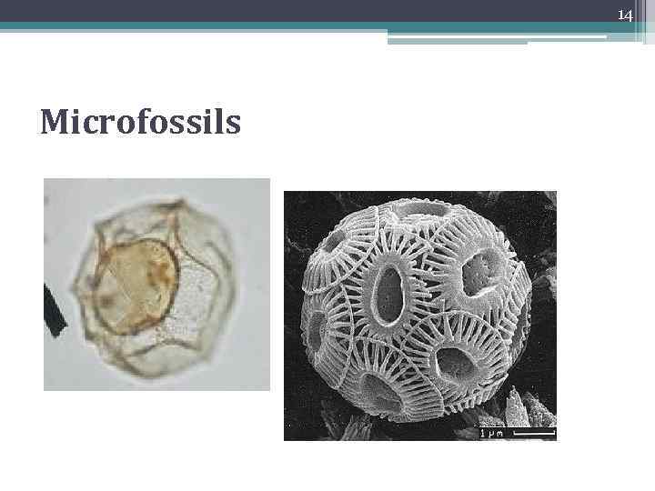 14 Microfossils 