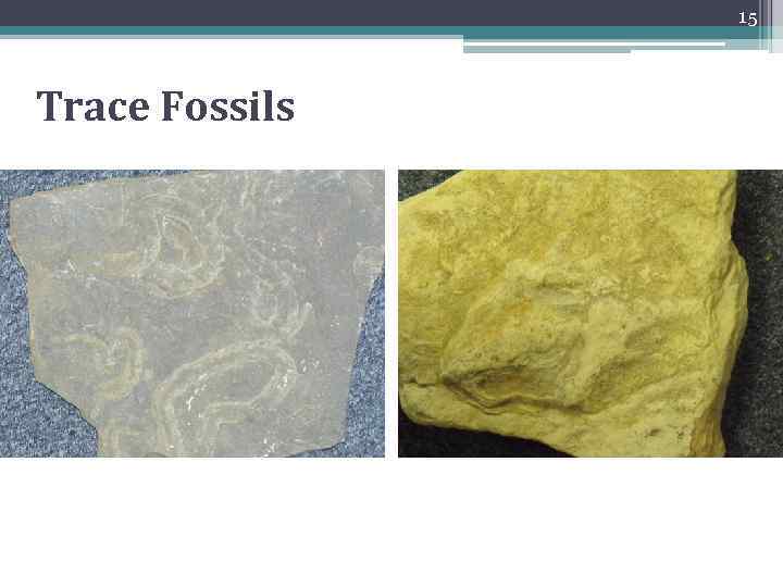 15 Trace Fossils 