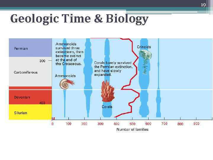 Geologic time (millions of years) 19 Geologic Time & Biology 