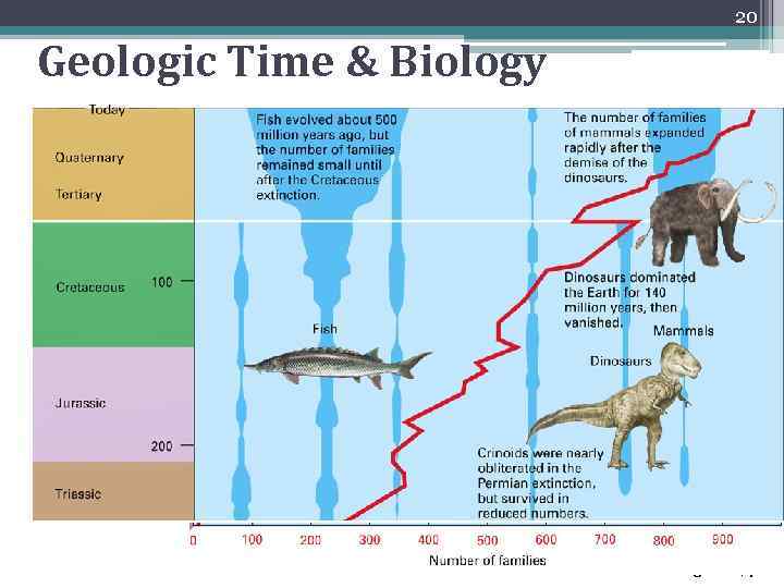 20 Geologic time (millions of years) Geologic Time & Biology Fig. 4 -1 a,