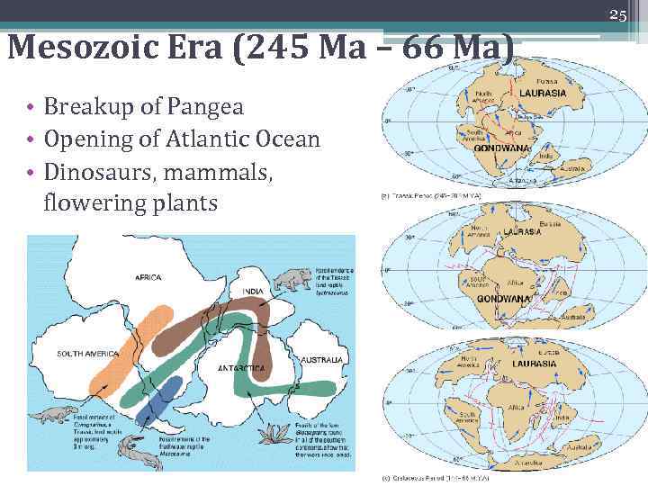 25 Mesozoic Era (245 Ma – 66 Ma) • Breakup of Pangea • Opening