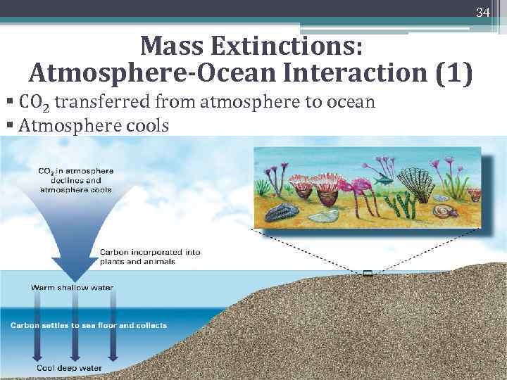 34 Mass Extinctions: Atmosphere-Ocean Interaction (1) § CO 2 transferred from atmosphere to ocean