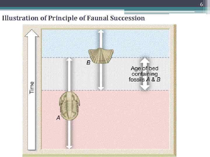 6 Illustration of Principle of Faunal Succession 