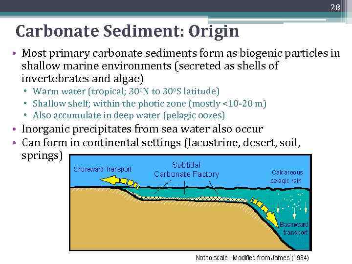 28 Carbonate Sediment: Origin • Most primary carbonate sediments form as biogenic particles in