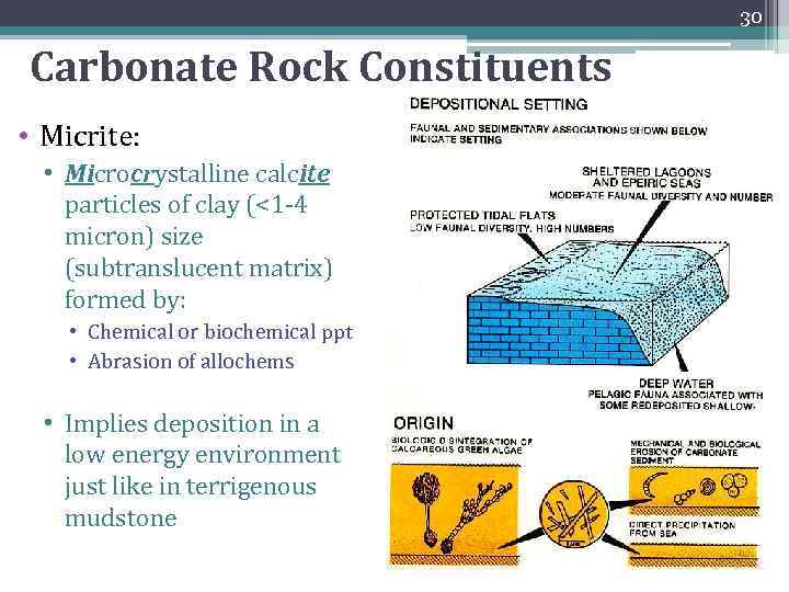 30 Carbonate Rock Constituents • Micrite: • Microcrystalline calcite particles of clay (<1 -4