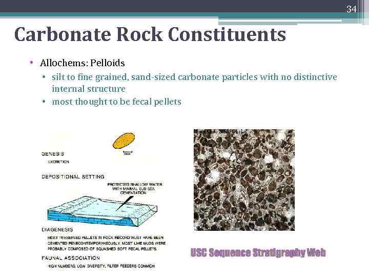 34 Carbonate Rock Constituents • Allochems: Pelloids • silt to fine grained, sand-sized carbonate