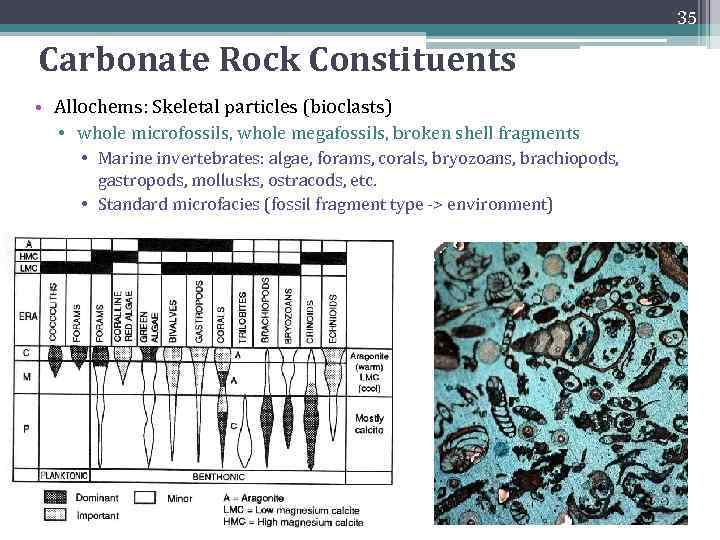 35 Carbonate Rock Constituents • Allochems: Skeletal particles (bioclasts) • whole microfossils, whole megafossils,