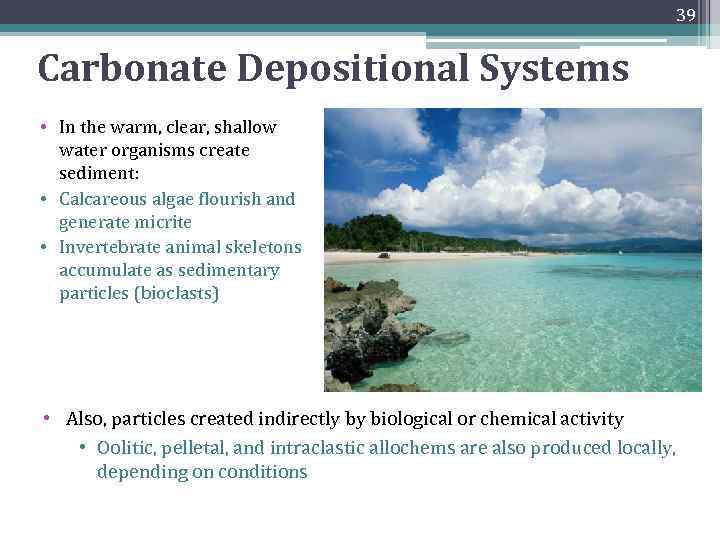 39 Carbonate Depositional Systems • In the warm, clear, shallow water organisms create sediment: