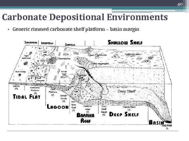 40 Carbonate Depositional Environments • Generic rimmed carbonate shelf platform – basin margin 