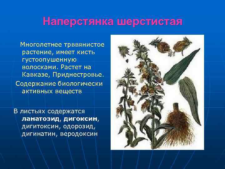 Наперстянка шерстистая Многолетнее трввянистое растение, имеет кисть густоопушенную волосками. Растет на Кавказе, Приднестровье. Содержание