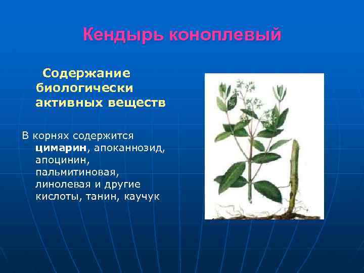 Кендырь коноплевый Содержание биологически активных веществ В корнях содержится цимарин, апоканнозид, апоцинин, пальмитиновая, линолевая