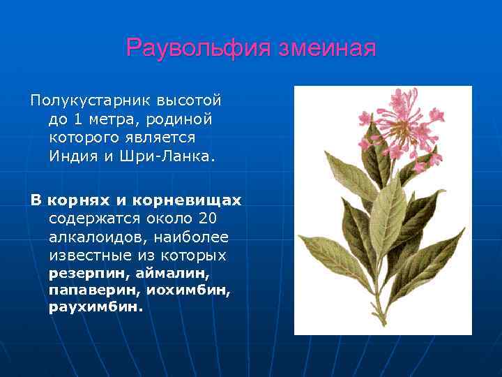 Раувольфия змеиная Полукустарник высотой до 1 метра, родиной которого является Индия и Шри-Ланка. В