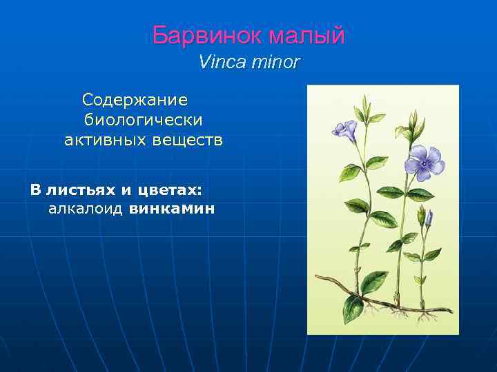 Барвинок малый Vinca minor Содержание биологически активных веществ В листьях и цветах: алкалоид винкамин
