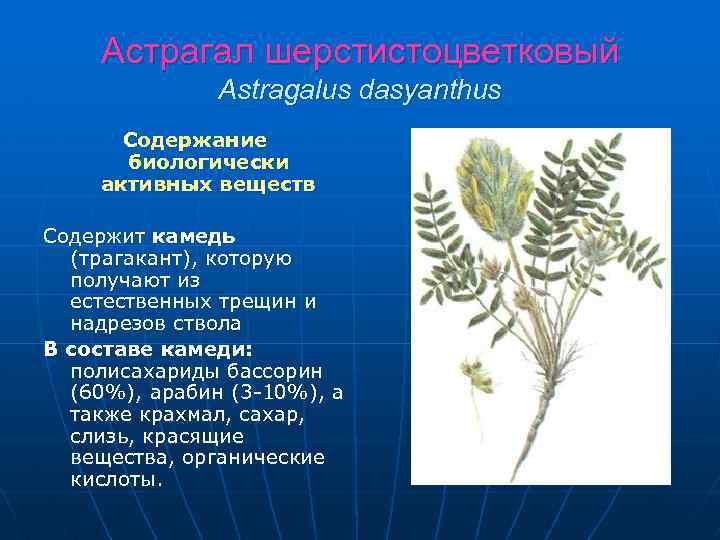 Астрагал шерстистоцветковый Astragalus dasyanthus Содержание биологически активных веществ Содержит камедь (трагакант), которую получают из