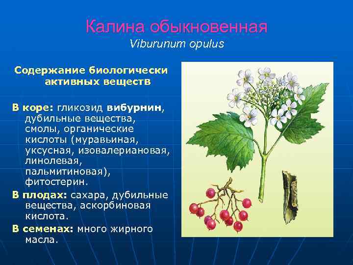 Калина обыкновенная Viburunum opulus Содержание биологически активных веществ В коре: гликозид вибурнин, дубильные вещества,