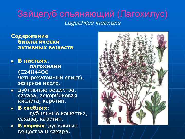 Зайцегуб опьяняющий (Лагохилус) Lagochilus inebrians Содержание биологически активных веществ n n В листьях: лагохилин