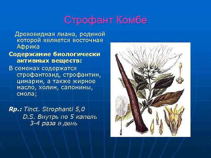 Строфант Комбе Древовидная лиана, родиной которой является восточная Африка Содержание биологически активных веществ: В