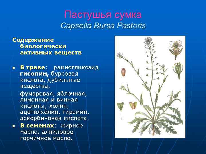 Пастушья сумка Capsella Bursa Pastoris Содержание биологически активных веществ n n В траве: рамногликозид
