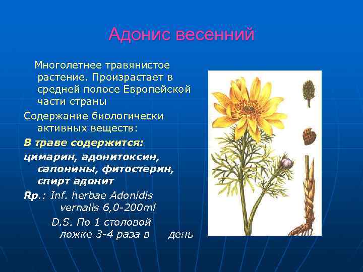 Адонис весенний Многолетнее травянистое растение. Произрастает в средней полосе Европейской части страны Содержание биологически