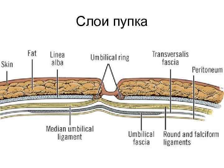 Слои пупка 