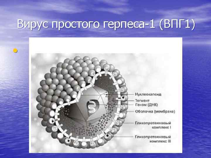 Вирус простого герпеса-1 (ВПГ 1) • 