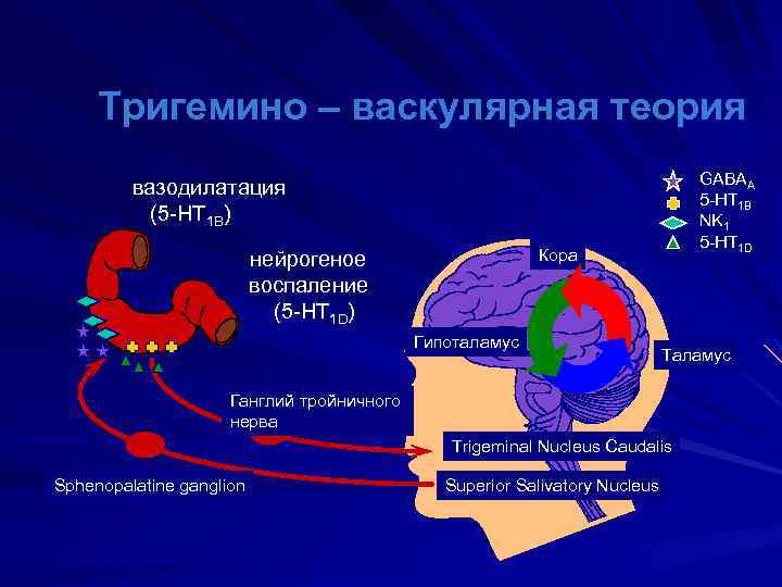 Тригемино – васкулярная теория GABAA 5 -HT 1 B NK 1 5 -HT 1