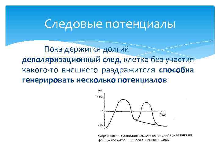 Следовые потенциалы Пока держится долгий деполяризационный след, клетка без участия какого то внешнего раздражителя